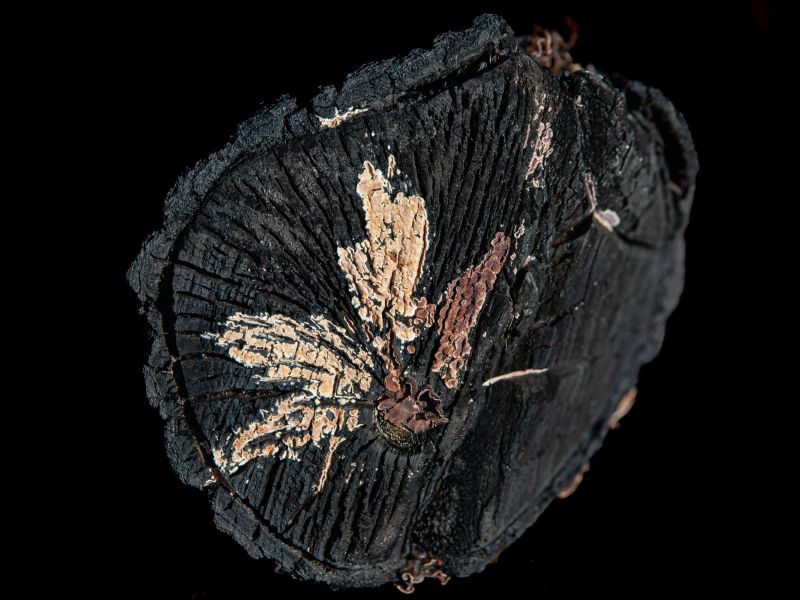 Svampväxt på svett virke