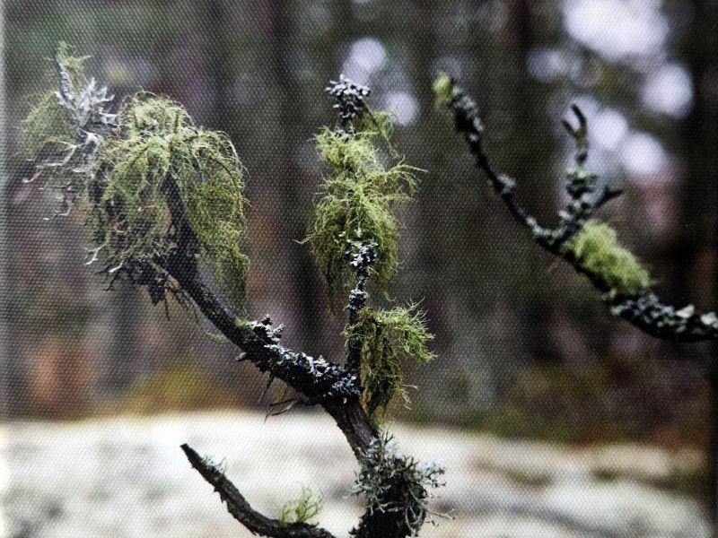 4. agneta wahlberg  utan titel  foto